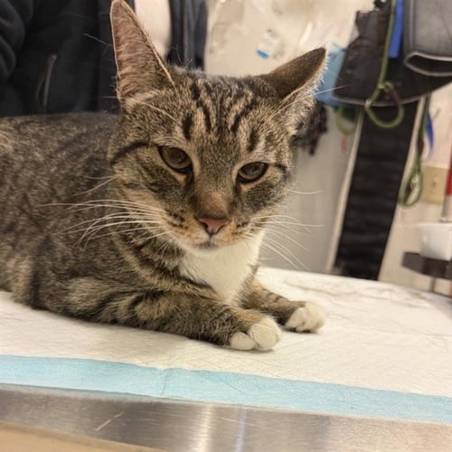 POMEGRANATE - Domestic Short Hair available for adoption