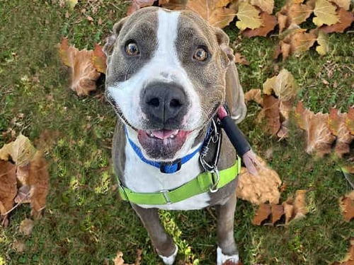 SAMANTHA - Pit Bull Terrier for adoption in Oakland