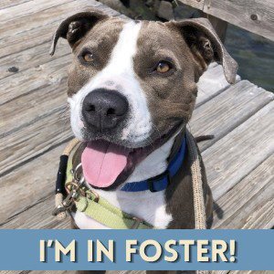 SAMANTHA - Pit Bull Terrier available for adoption