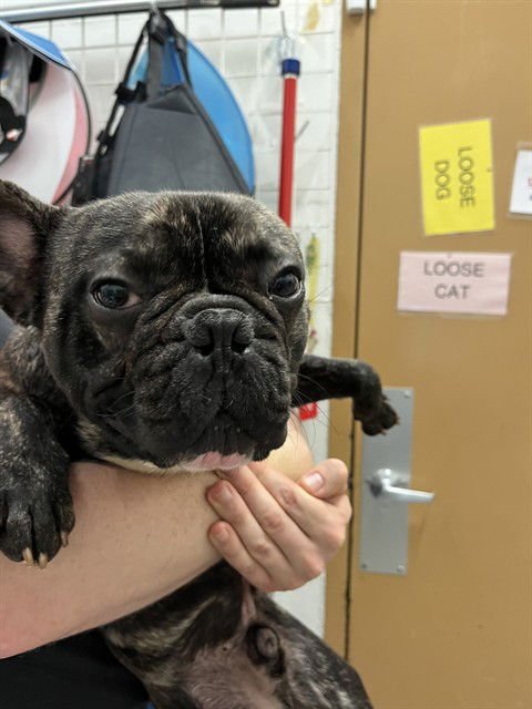 MARCEL - French Bulldog available for adoption