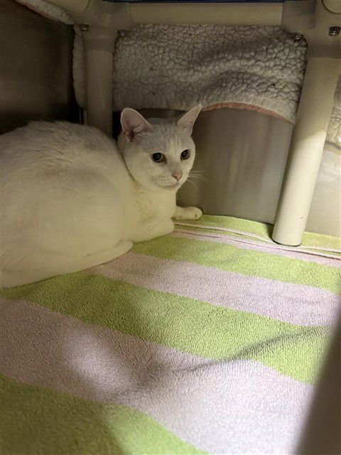 PRINCESS - Domestic Short Hair available for adoption