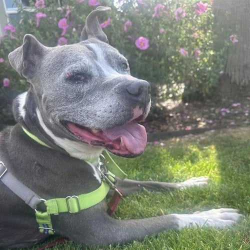 KONA - Staffordshire Bull Terrier available for adoption