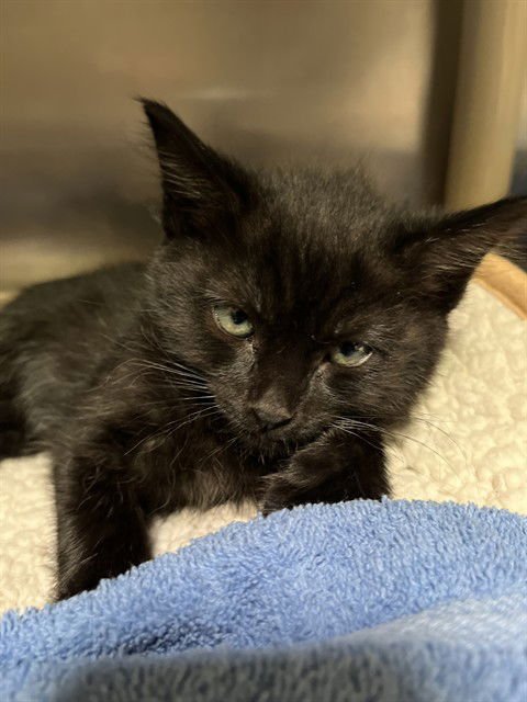 PICKLE - Domestic Short Hair available for adoption