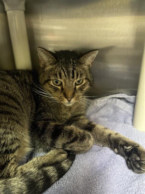 TOM - Domestic Short Hair available for adoption