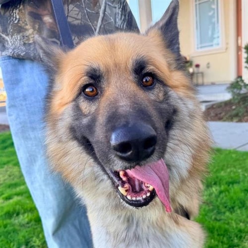 TEDDY - German Shepherd Dog available for adoption