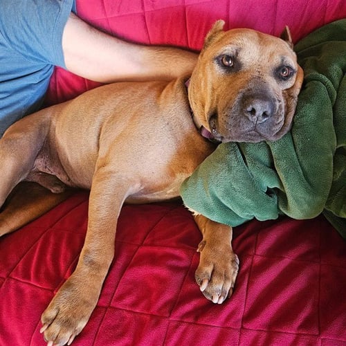 CAPPY - Chinese Shar-Pei available for adoption