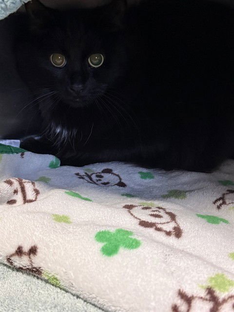 VIOLET - Domestic Medium Hair available for adoption