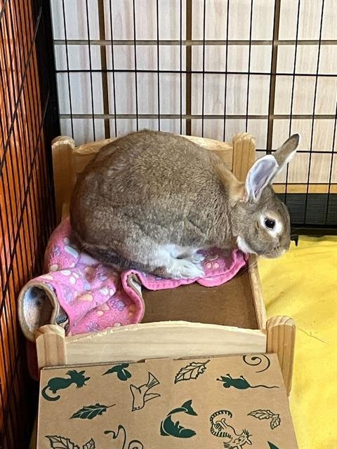 SANDY - Shorthaired Rabbit available for adoption