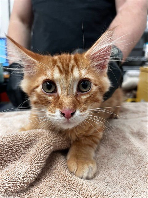 TIMOTHY - Domestic Medium Hair available for adoption