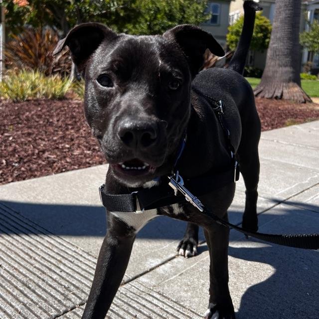 DAWSON - Pit Bull Terrier available for adoption