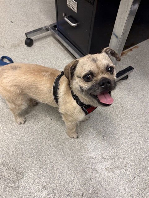 GROGU - Chihuahua / Pug available for adoption