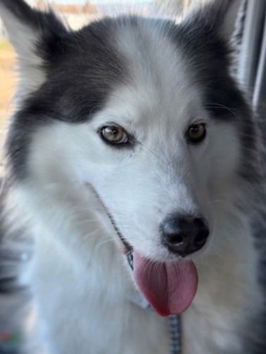 SIREN - Siberian Husky available for adoption