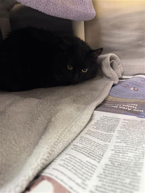 BOO - Domestic Short Hair available for adoption