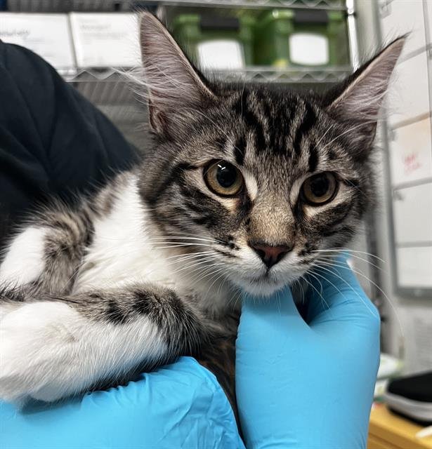 NUGGET - Domestic Medium Hair available for adoption