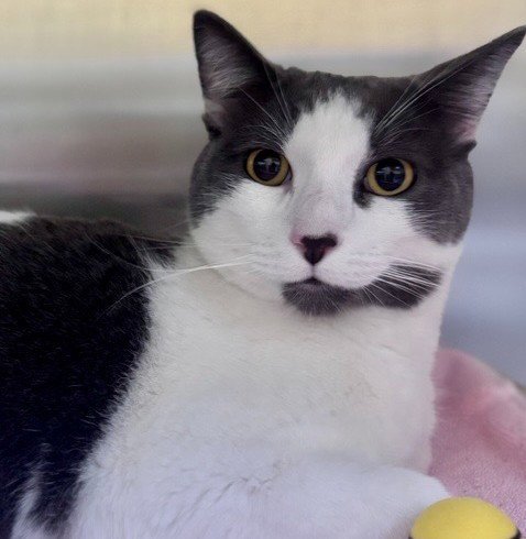 GEORGE - Domestic Short Hair available for adoption