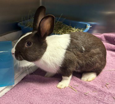 CHOCOLATE - Shorthaired Rabbit available for adoption