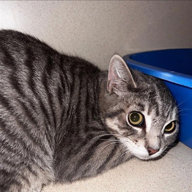 DANTE - Domestic Short Hair available for adoption