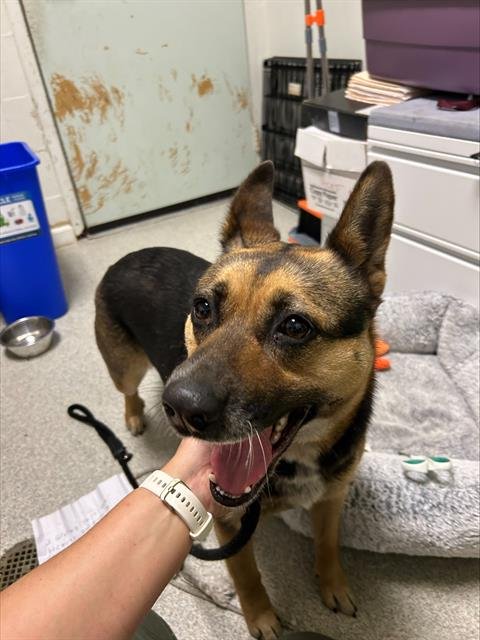 FRESCA - Australian Kelpie available for adoption