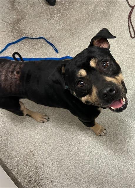 PERRY - Pit Bull Terrier for adoption in Oakland