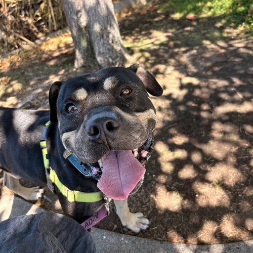 PERRY - Pit Bull Terrier available for adoption
