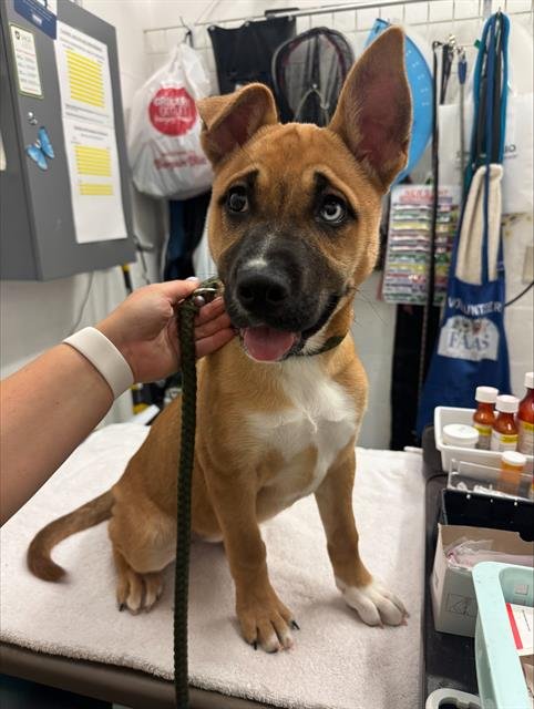 CELESTE - Belgian Shepherd Malinois available for adoption