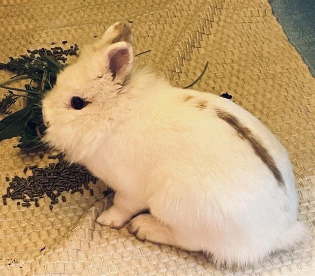 BELLA Image
