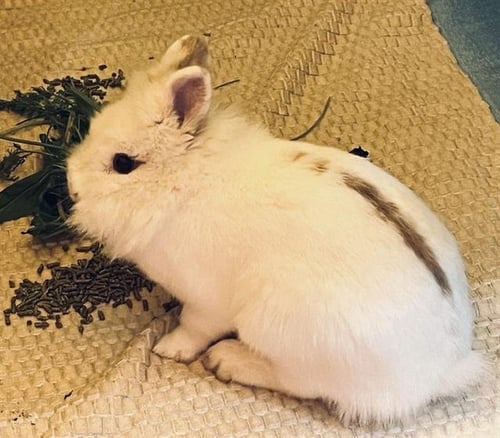BELLA - Shorthaired Rabbit available for adoption