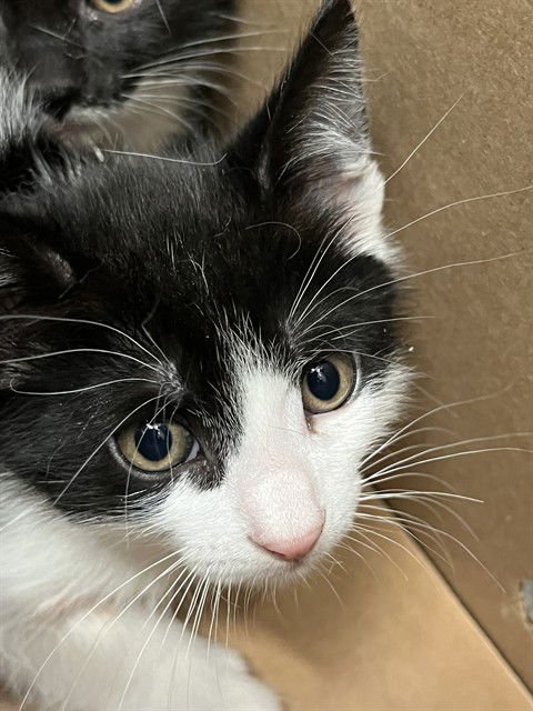 DILL - Domestic Short Hair available for adoption