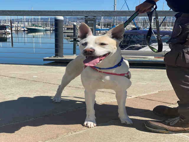 DAISY - Husky available for adoption