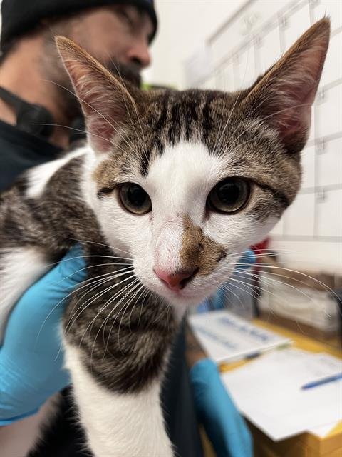 CHICKEN - Domestic Short Hair available for adoption