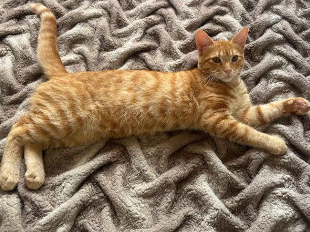 LALO - Domestic Medium Hair available for adoption