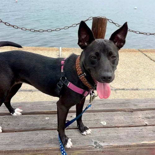 MYSTIQUE - Smooth Fox Terrier available for adoption