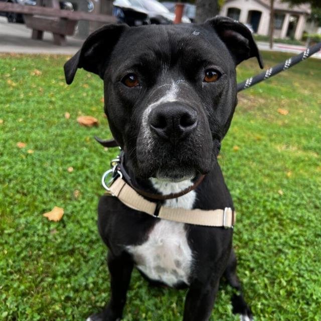 GECKO - Pit Bull Terrier available for adoption