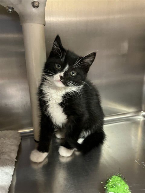 DILL - Domestic Short Hair available for adoption