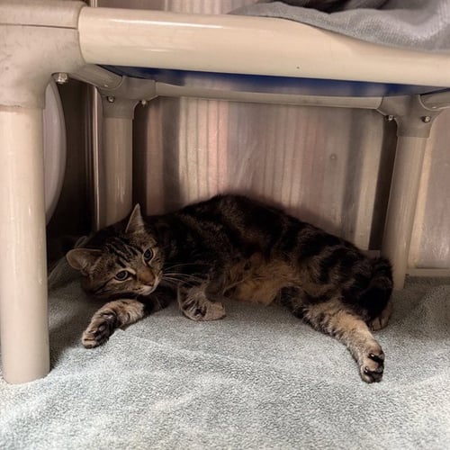 LILY - Domestic Short Hair available for adoption