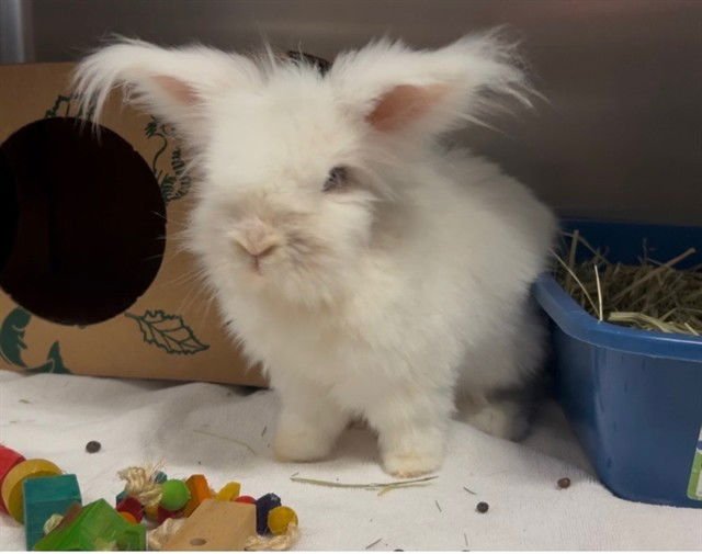 SWIFFER - English Angora available for adoption