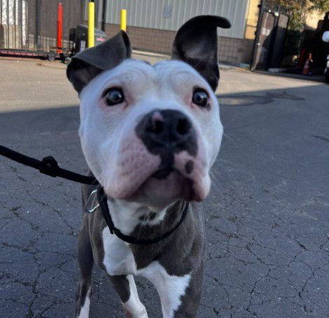 LYDIA - Pit Bull Terrier available for adoption