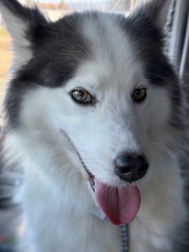 SIREN - Siberian Husky for adoption in Oakland