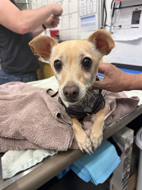 BOBA FETT - Chihuahua available for adoption