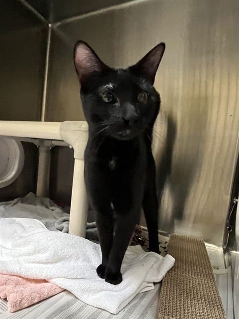 MISS PICKLES - Domestic Short Hair available for adoption