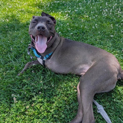 ECLIPSE - Pit Bull Terrier available for adoption
