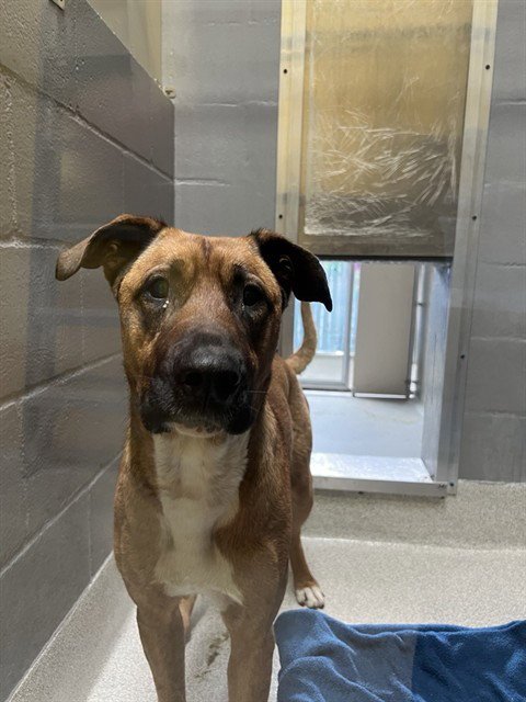 MOIRA - Black Mouth Cur available for adoption