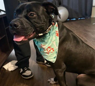 KIKO - Pit Bull Terrier available for adoption