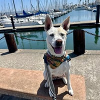 DAISY - Photo 1