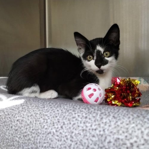 YANG - Domestic Short Hair available for adoption