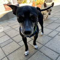 PUP DIOOGHEE - Photo 1