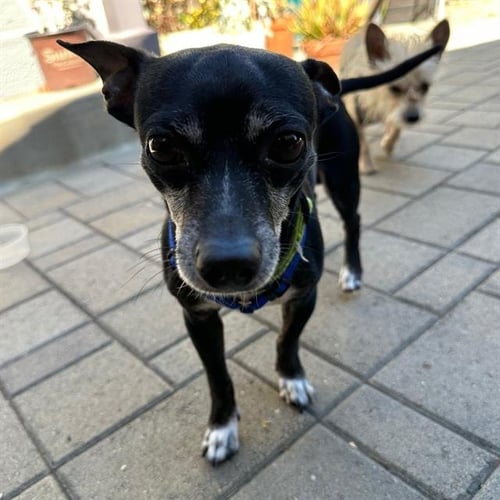 PUP DIOOGHEE - Chihuahua available for adoption