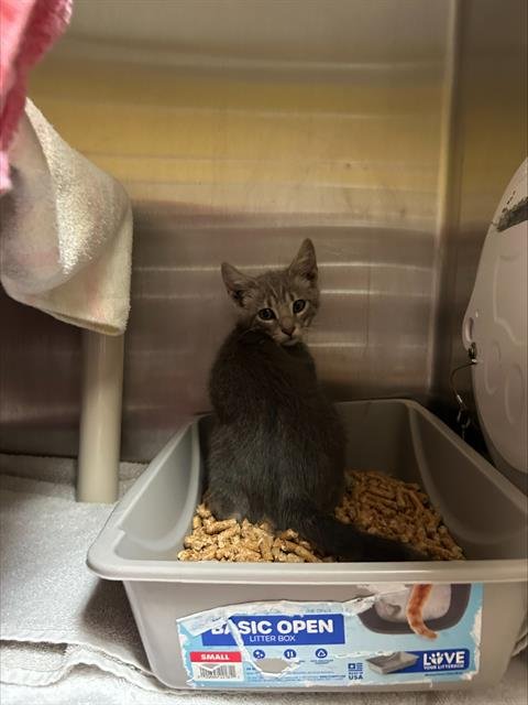 A053592 - Domestic Short Hair available for adoption