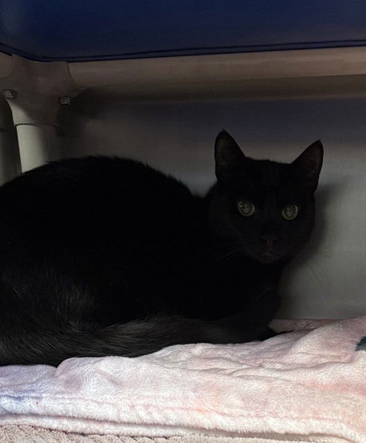 PUMA - Domestic Short Hair available for adoption