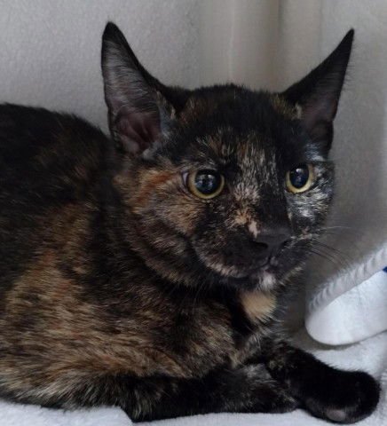 NUTMEG - Domestic Short Hair available for adoption